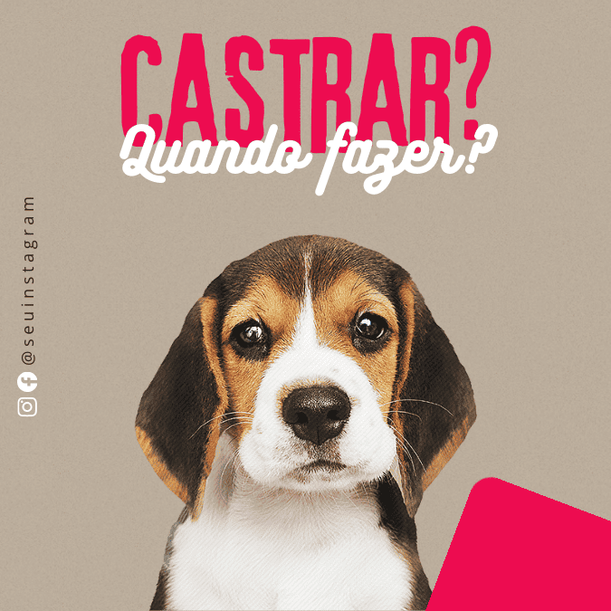 Pack Canva de posts prontos editáveis para Pet Shop (4)